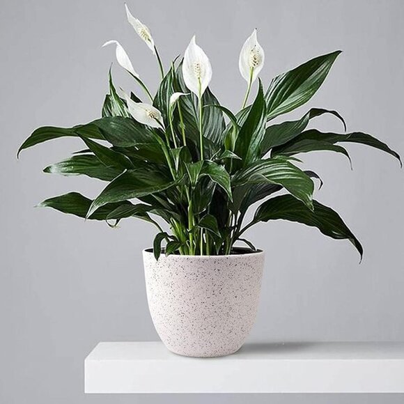 Set of 3 Plant Pots 12/10/9 inch, Flower Pots Outdoor Indoor, Plant pots - Picture 7 of 9